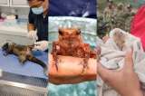 (Videos) Héroes rescatan a los animales afectados por los incendios en Santander