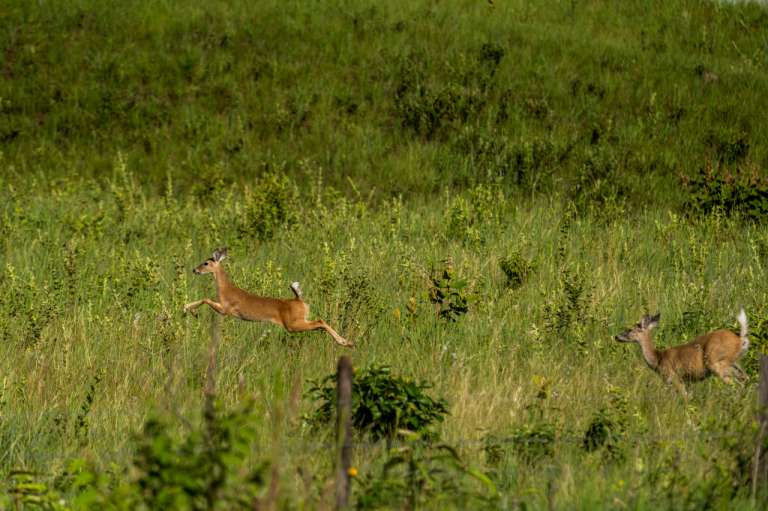 La nueva área protegida alberga varias especies de mamíferos.