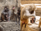 Conozca al nuevo mono papión sagrado que nació en el Zoológico de Cali