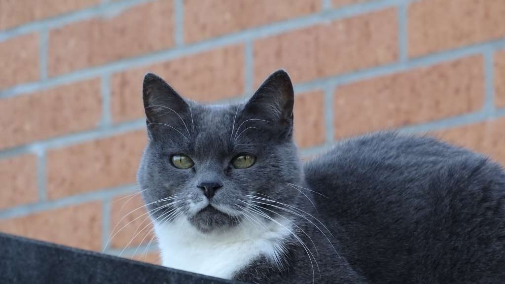 Varios gatos comienzan a experimentar cambios físicos y mentales cuando están mayores.