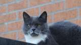 ¿En qué cambia un gato cuando envejece?