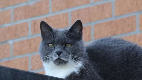 ¿En qué cambia un gato cuando envejece?