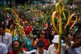 El Domingo de Ramos, Colombia hace un llamado a preservar la palma de cera