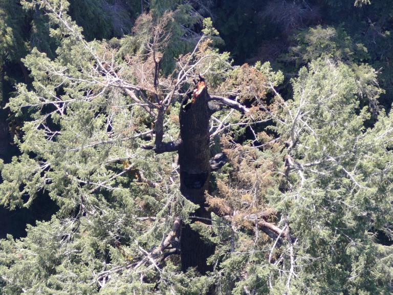 Uno de los árboles más altos del mundo se está incendiando