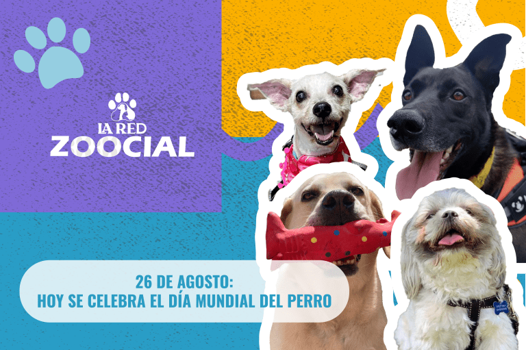Día Mundial del Perro: ¿cómo celebrar esta fecha con su mascota en Colombia?