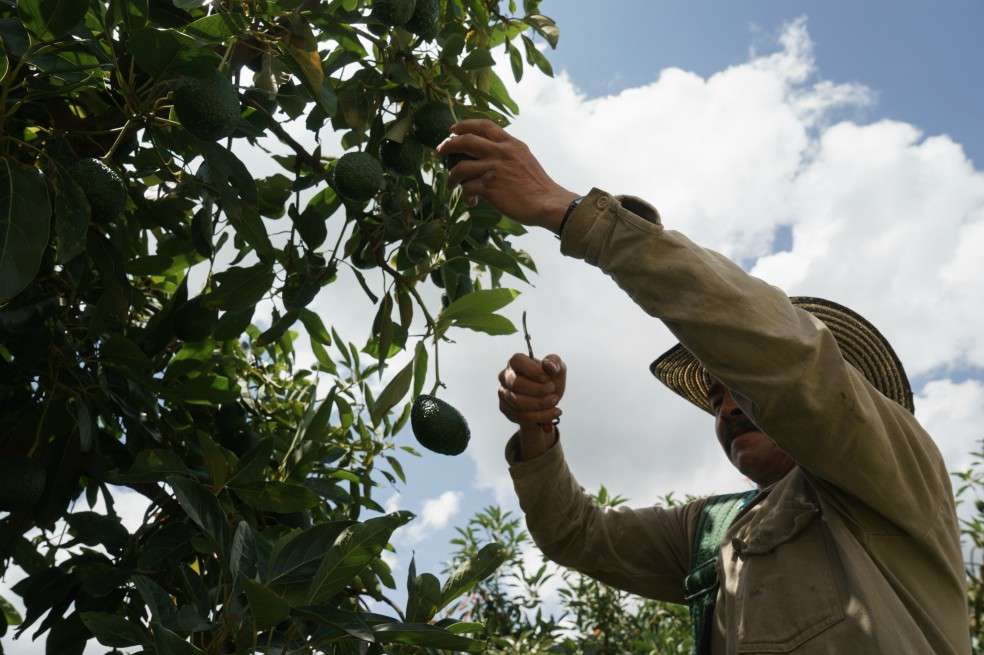 El aguacate hass está entre los productos exportados de Colombia a Emiratos Árabes. / Bloomberg News.
