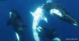Capturan en vídeo los trucos que utilizan las orcas para cazar al pez más grande del mundo