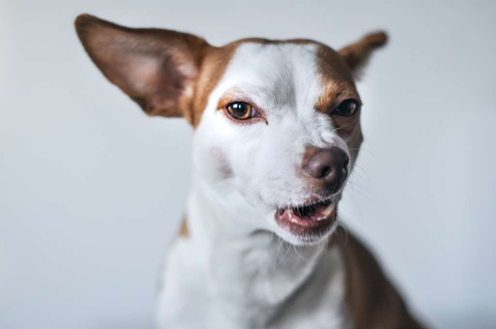 Los ladridos son una estrategia que tienen los perros para convocar y atraer la atención de otros caninos.