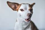 ¿Por qué los perros ladran a algunas personas y a otras no?