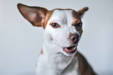 ¿Por qué los perros ladran a algunas personas y a otras no?
