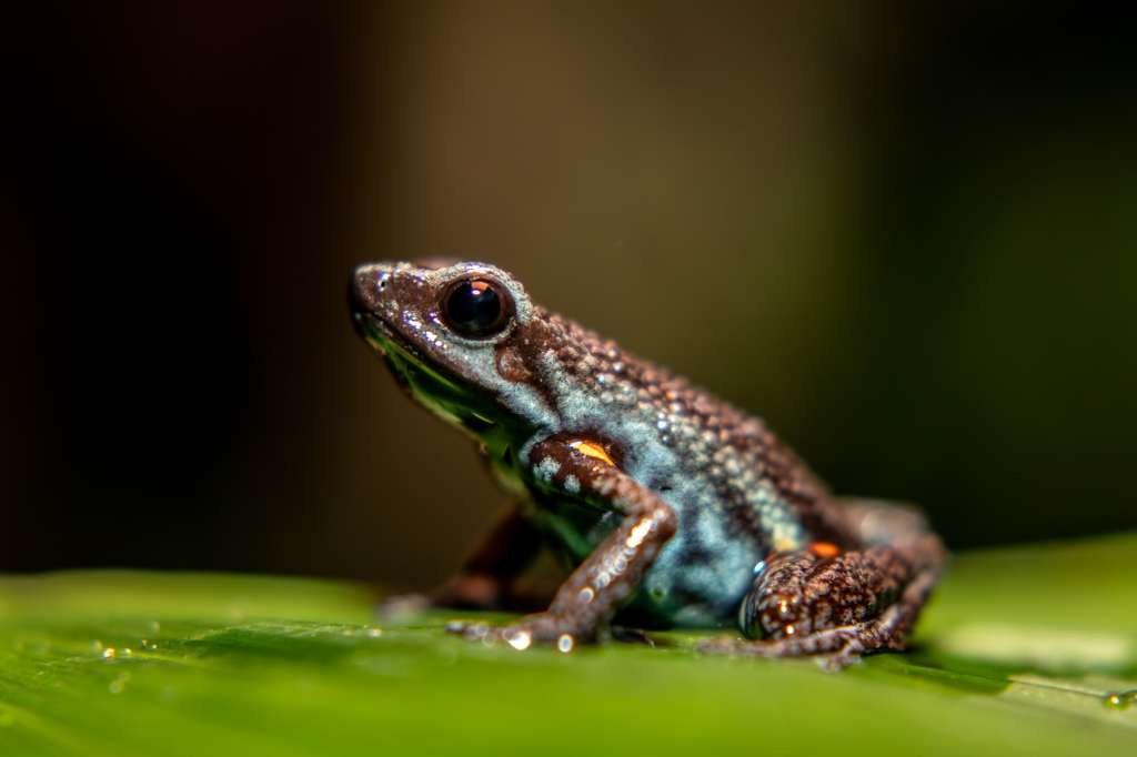 La rana Ameerega ingerí tiene lomo oscuro y manchas azules y naranjas en la panza.