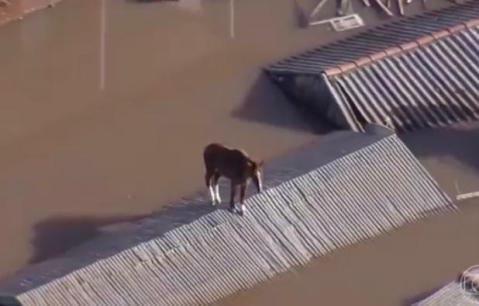 Caballo terminó en techo de casa por inundaciones en Brasil: así fue el rescate