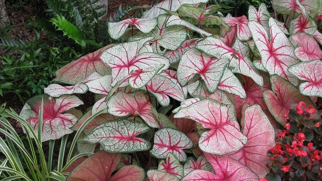 El Caladium es mucho más que una planta ornamental. Su facilidad de cultivo, combinada con su apariencia, la convierte en una de las joyas más preciadas del mundo botánico.