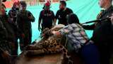 Desapareció el jaguar que amaneció en la Universidad Nacional Sede Amazonía, ¿qué pasó?