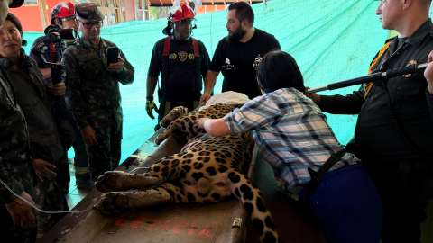 Desapareció el jaguar que amaneció en la Universidad Nacional Sede Amazonía, ¿qué pasó?