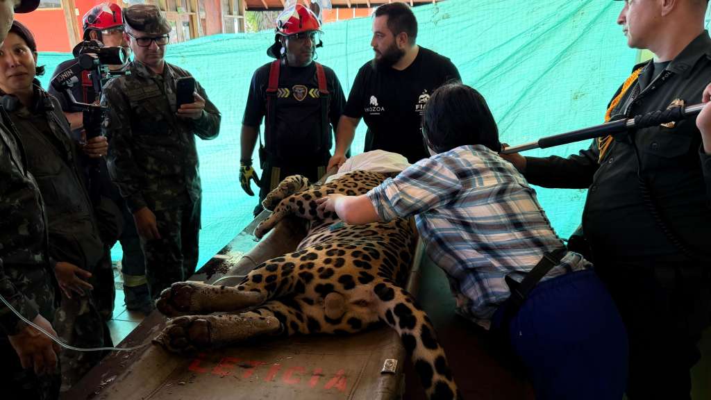 Luego de ser sedado y recibir una primera valoración, fue trasladado a un centro de atención de fauna silvestre de Corpoamazonía.