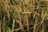 Procuraduría abrió indagación previa por presuntas irregularidades en la “Ruta del Arroz”