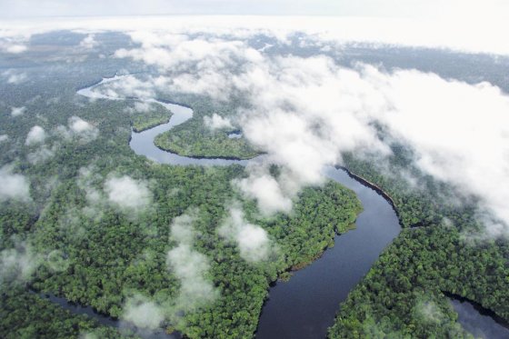 Este nuevo análisis de la dinámica de los bosques evidencia un enorme aumento en la tasa de muertes de los árboles del Amazonas. / Parque Nacional Natural Puinawai