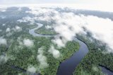 El Amazonas reduce a la mitad su capacidad para absorber dióxido de carbono