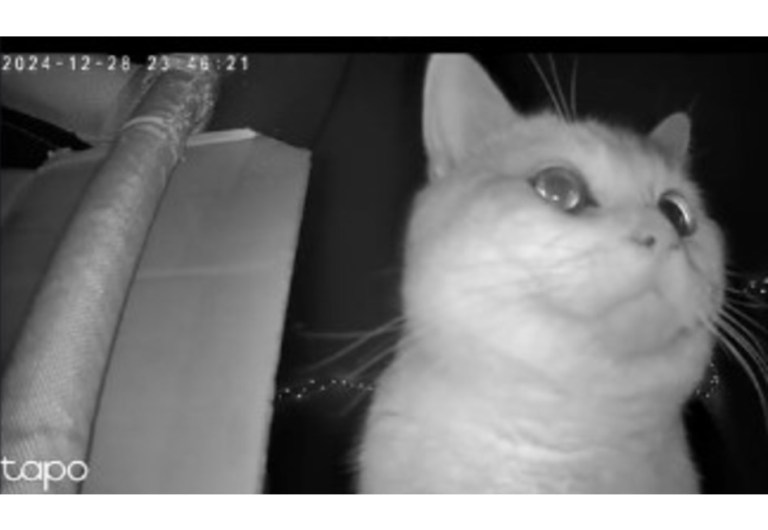 Mujer recibe una conmovedora sorpresa de su gato mientras estaba fuera de casa