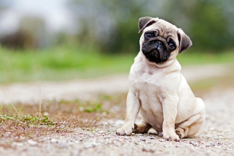 Las razas de perros que más problemas de salud presentan