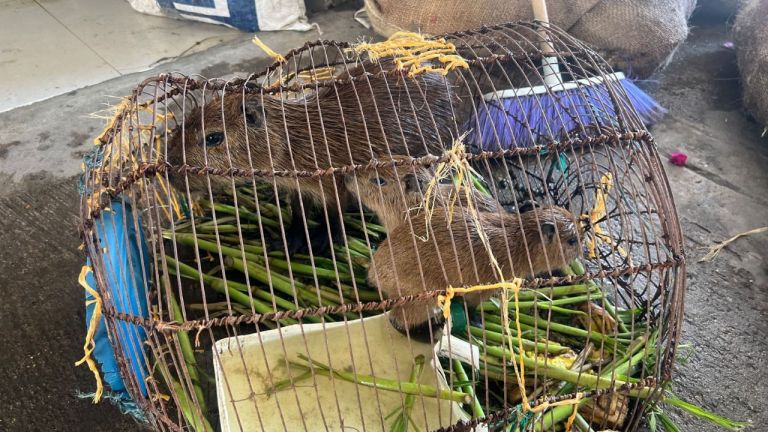 En costales: así intentaban traficar más de 300 animales silvestres en El Banco