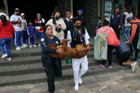 Video: perro se desmaya en Basílica de Guadalupe y lo salvan con primeros auxilios