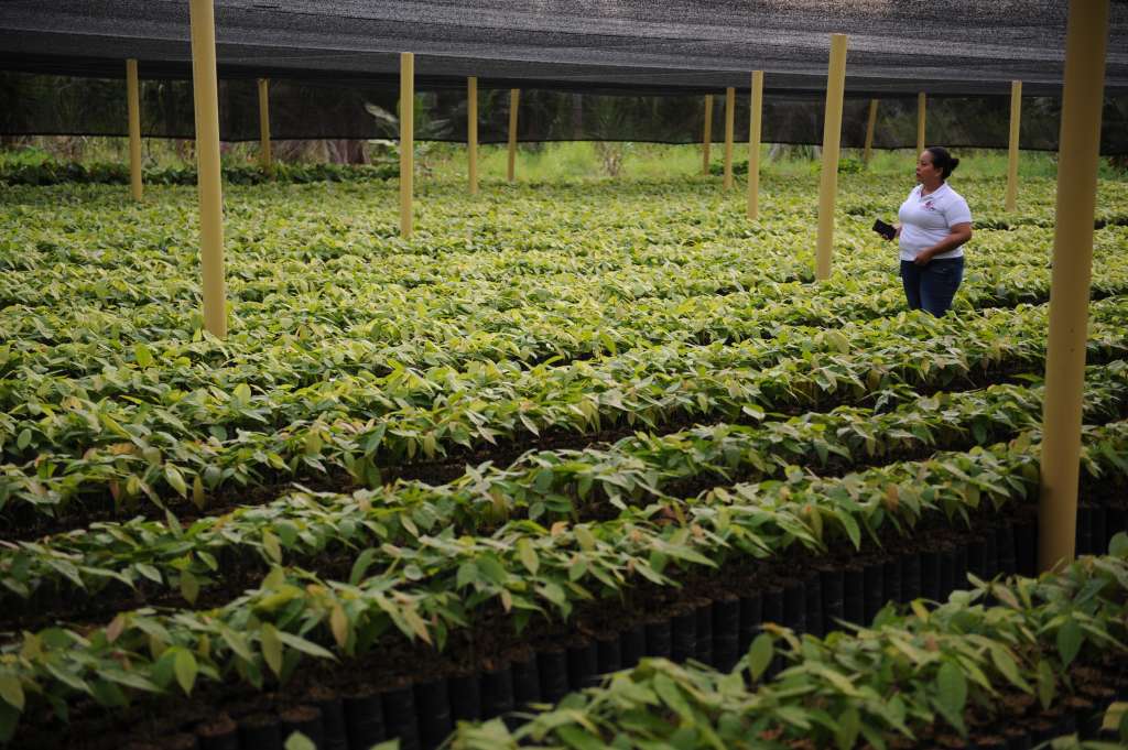 Campesinos de este municipio, cambian el cultivo de coca para sembrar cacao.