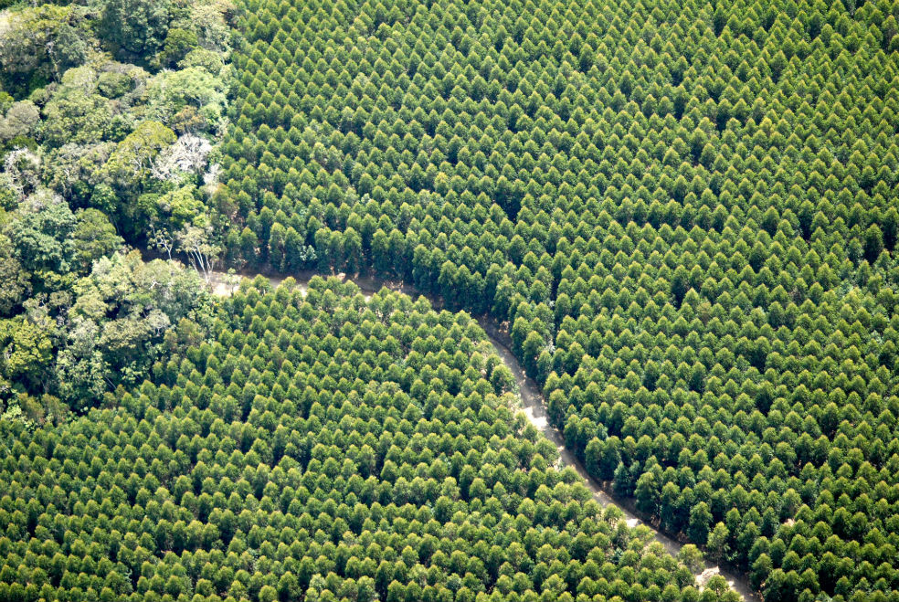 Los robles, cedros y nogales son los árboles que se están sembrando en Bogotá / Smurfit Kappa