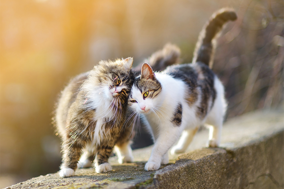 Los gatos están relacionados con la intuición y son los guardianes de la noche.