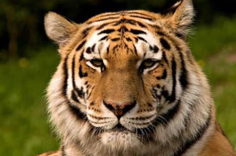 Los felinos salvajes podrían reconocer las voces de sus humanos cuidadores