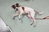 La historia de Roy: perro que era golpeado por su dueño, encuentra una familia