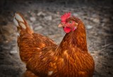 Gallina fue rechazada por otras aves por tener cuatro patas en Australia