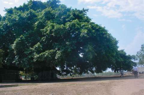 El Palmar, la lucha para olvidar el pozo de caimanes y el árbol de la muerte