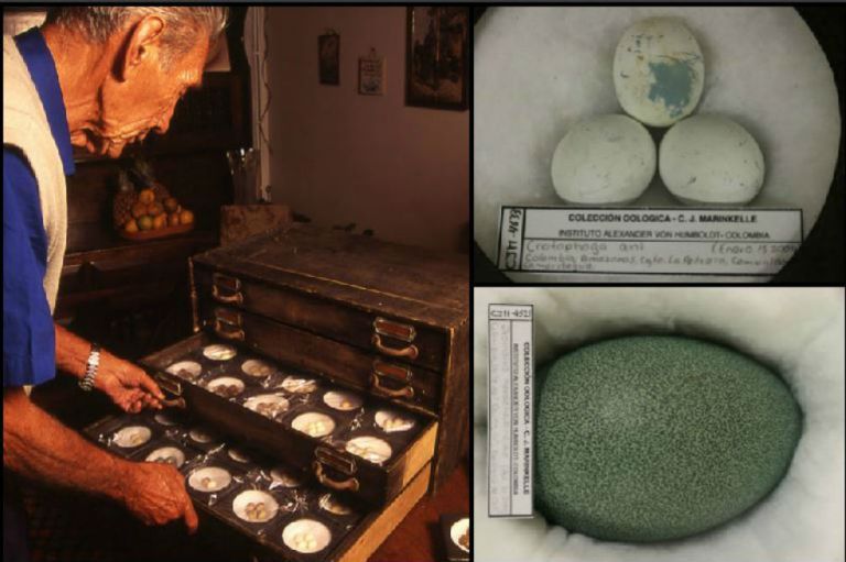 Las mejores imágenes de la mayor colección de huevos de aves en Colombia