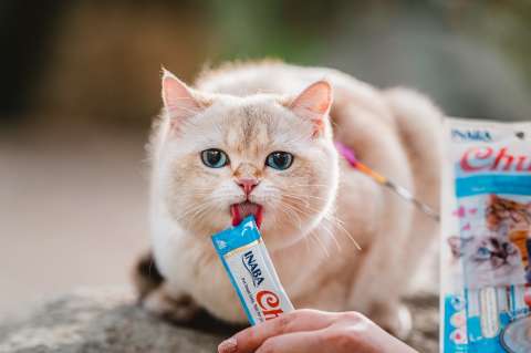 La ciencia detrás de la obsesión de los gatos por Churu