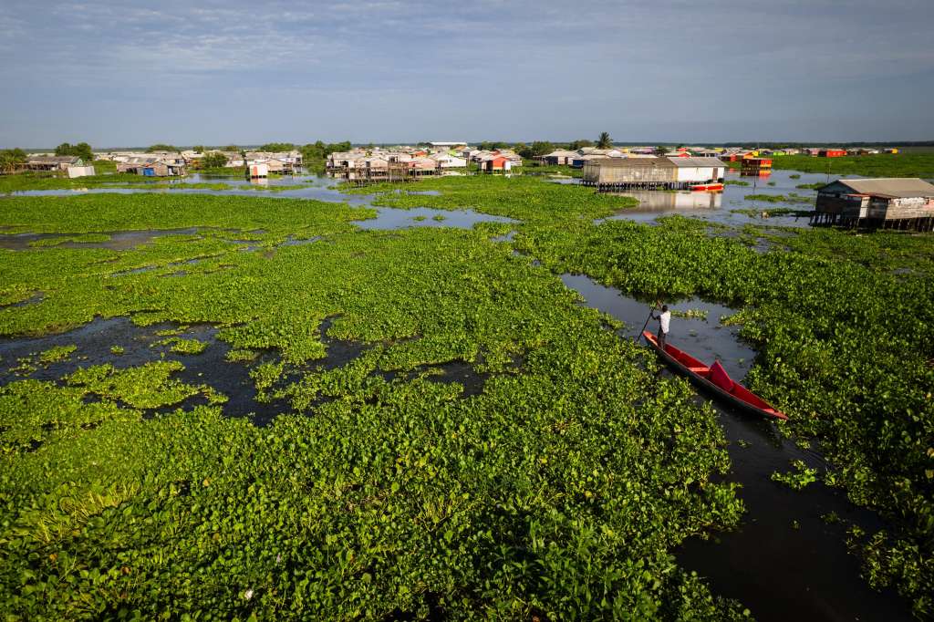 Nueva Venecia es uno de los pueblos palafíticos de la Ciénaga Grande de Santa Marta. En la imagen se aprecia la planta invasora.