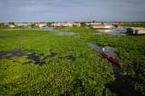 Gobierno anuncia medidas frente a planta invasora en Ciénaga Grande de Santa Marta