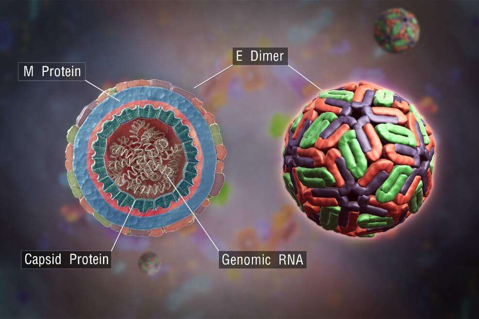 Reconstrucción artística de la estructura del virus del Dengue.  / Wikipedia
