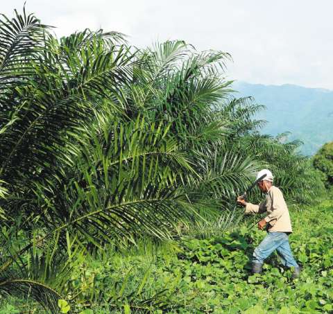 Ventas récord de biodiésel de 700 mil toneladas se presentaron en 2023