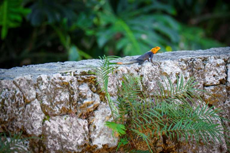 Turismo en Miami, naturaleza, Fairchild Tropical Botanic Garden