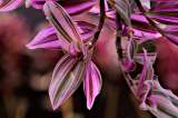 ¿Como cuidar la planta del amor de hombre? Consejos para la tradescantia