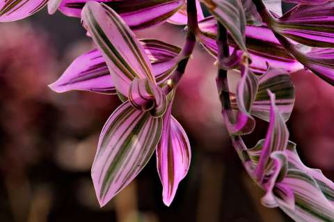¿Como cuidar la planta del amor de hombre? Consejos para la tradescantia