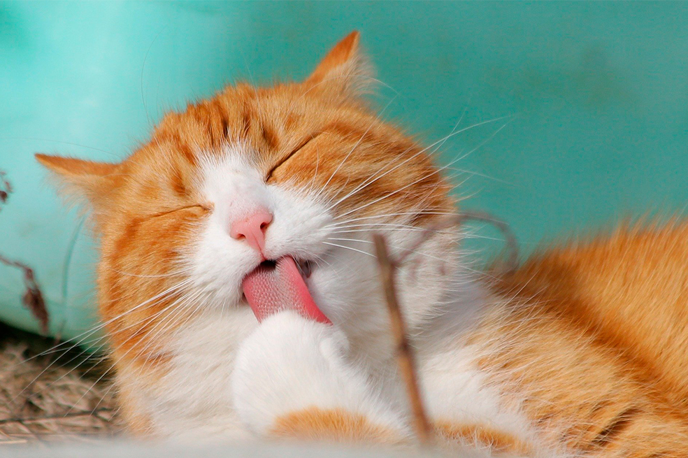 5 cosas que los gatos aman hacer con sus dueños