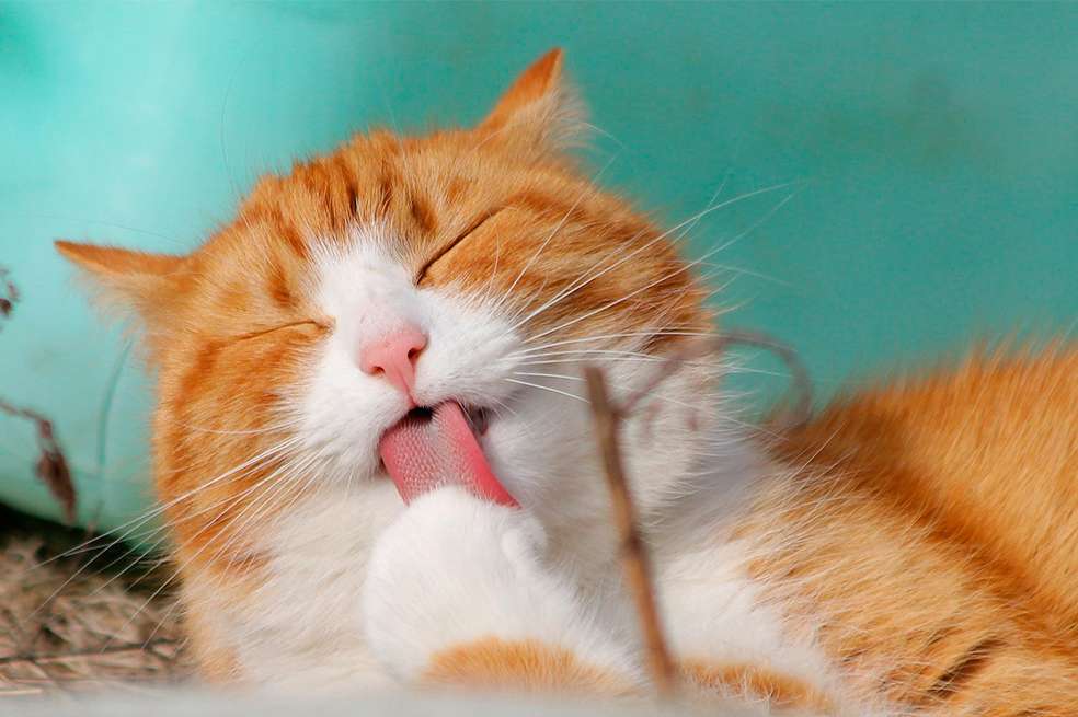 5 cosas que los gatos aman hacer con sus dueños