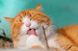 ¿Cómo calcular la “edad humana” de su gato?