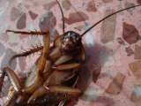 En San Valentín, solteros podrán bautizar a una cucaracha con el nombre de su ex y cerrar el ciclo