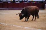 El Ministerio de Cultura español elimina el Premio Nacional de Tauromaquia, ¿por qué?