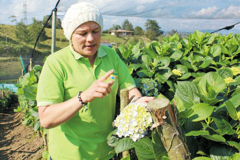 La empresa de Noralba Quintero se llama Flores El Futuro. Exporta hortensias de varios colores y variedades como la mini green. / María Alejandra Medina C.