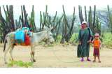 Una alternativa para no morir de sed en La Guajira